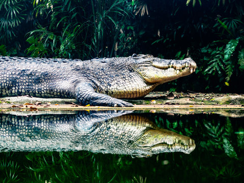 Salt Water Crocodile at waters edge of river in jungle with reflection. dark contrast image