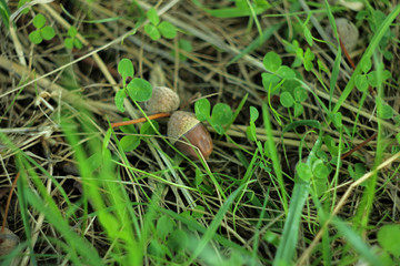 the nuts of oak in the grass close up