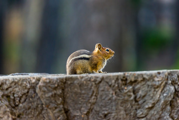 chipmunk crouched on a stump