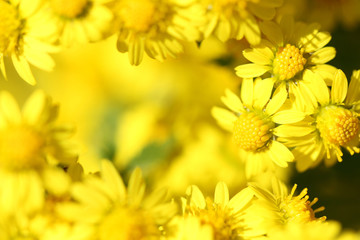 wild yellow daisy in autumn