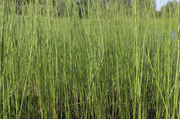 Obraz premium green stems