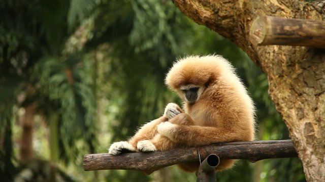 Gibbon sitting on tree  in Thailand