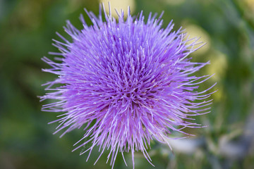 Wildflowers of North Dakota