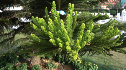 Branches of pine close-up. © serperm73