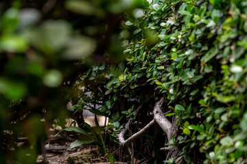 Green plants