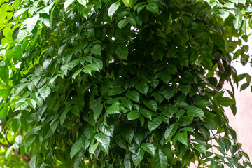Fototapeta na wymiar Green Leaf Tree
