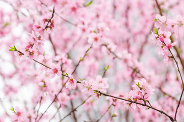 Obraz premium Beautiful cherry blossom in Zhangjiajie China, selective focus and soft focus for background.