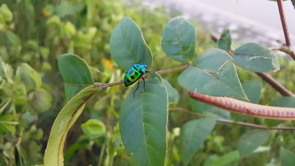 jewel bug