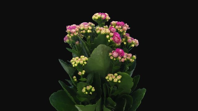 Time-lapse of opening pink kalanchoe flower 1b1 in PNG+ format with ALPHA transparency channel isolated on black background
