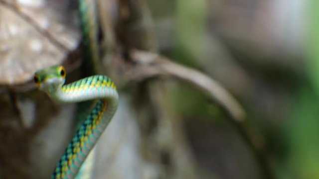 Parrot Snake (Leptophis ahaetulla) opens its mouth in a threat display. It is non-venomous so this behaviour is just a bluff. In the Ecuadorian Amazon.