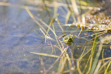 Frog Swimming In A Quiet Pond