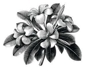 Frangipani flowers hand draw vintage engraving clip art isolated on white background