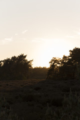 Sun Pouring Between Forest Trees