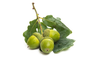 acorns isolated