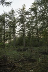 Dense Green Firest Scenery