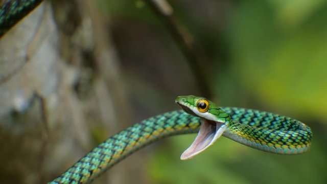 Parrot Snake (Leptophis ahaetulla) opens its mouth in a threat display. It is non-venomous so this behaviour is just a bluff. In the Ecuadorian Amazon.