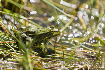 Frog Sitting In Direct Sunlight