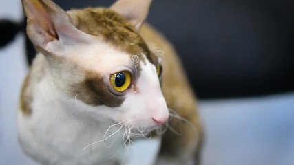 Search Photos Cornish Rex