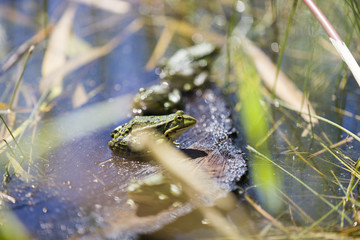 Frogs Sitting Next To Each Other