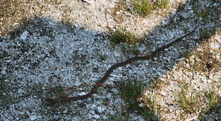 Yellowstone Nationalpark, Wyoming