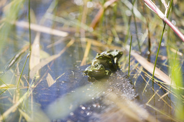 Frogs Cuddling In Pond