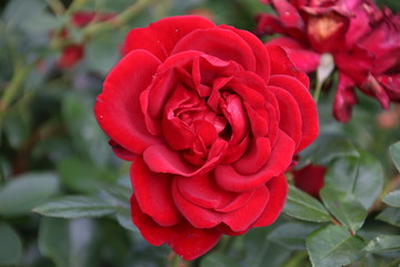Rose type jugendliebe in close-up in the public rosarium of Boskoop in the Netherlands.