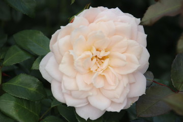 Rose type compassion in close-up in the public rosarium of Boskoop in the Netherlands.