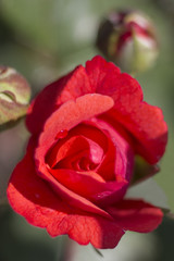 Scarlet rose flower against a background of green foliage. Contrast colors. Defocusing, vertical, top view