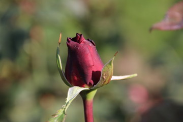 Rose type Grande amore in close-up in the public rosarium of Boskoop in the Netherlands.