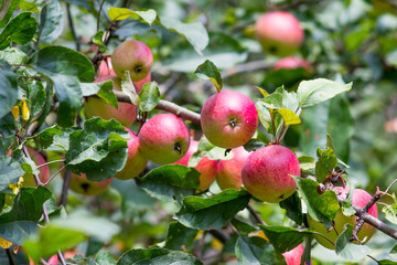 Rugged red apples on a tree on a sunny autumn day_