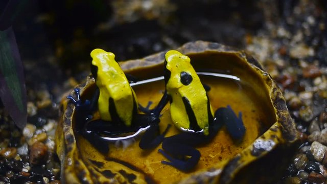 Poison dart frogs (Dendrobates tinctorius) couple sitting in the small bath