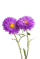 flower lilac asters isolated