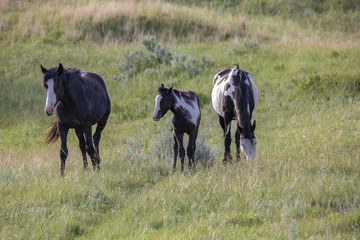 Wild Mustangs of North Dakota