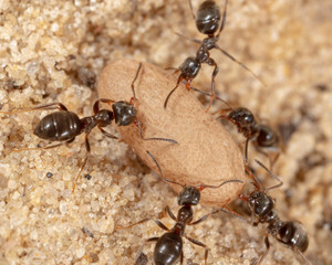 Ants and formic eggs in nature