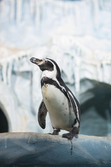Fototapeta premium Penguin in a zoo.