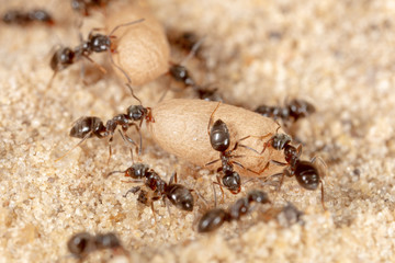 Ants and formic eggs in nature