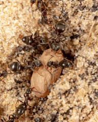Ants and formic eggs in nature
