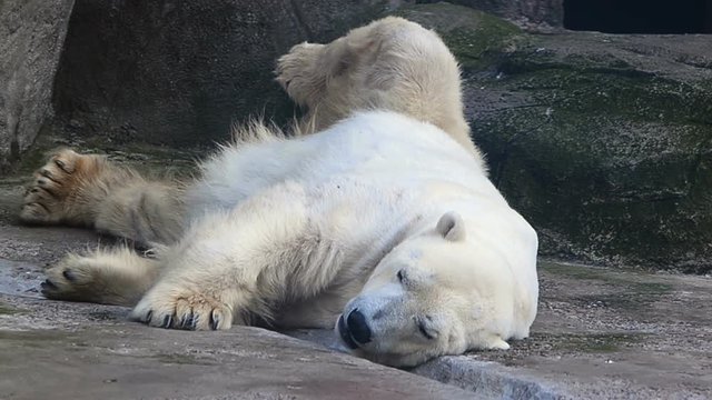 Adult polar bear relaxing on rocks
