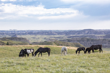 Wild Mustangs of North Dakota