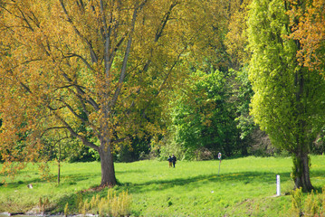 Fototapeta premium Grassland