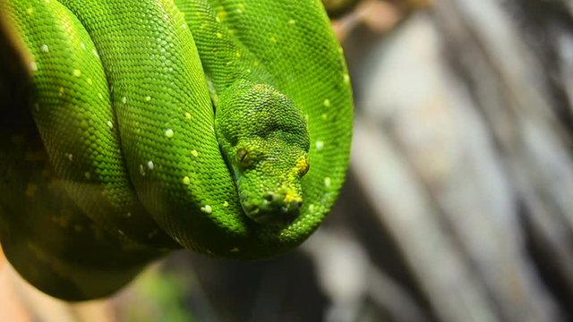 Green Python or Morelia Viridis is moving