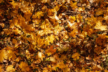 Leaves on the ground in autumn as a background