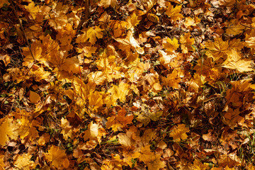 Leaves on the ground in autumn as a background