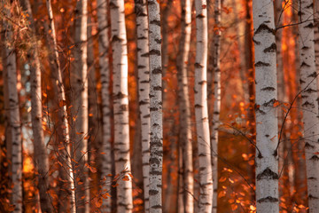 Obraz premium Red leaves on birch trees in autumn