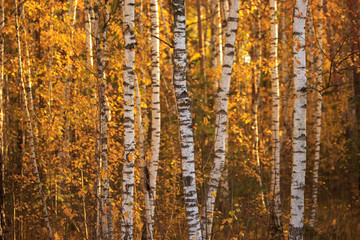 Fototapeta premium Birches in the forest in autumn as a background