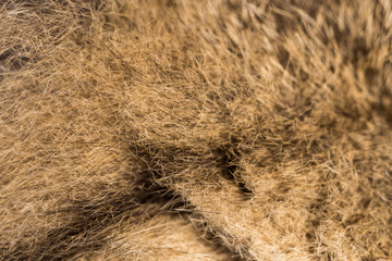 Wool on a cat as a background