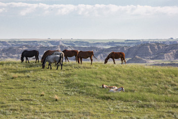 Fototapeta na wymiar Wild Mustangs of North Dakota