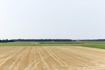 Open Wheat Field With Surrounding Green Patches