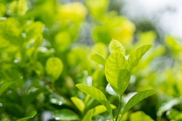 Closeup nature view of green leaf on blurred greenery background in garden