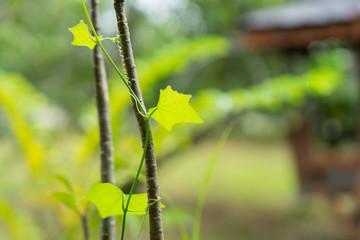 Closeup nature view of green leaf on blurred greenery background in garden